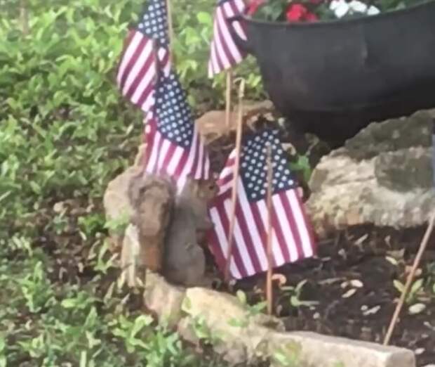 В США белки украли маленькие американские флаги и использовали их для гнезда