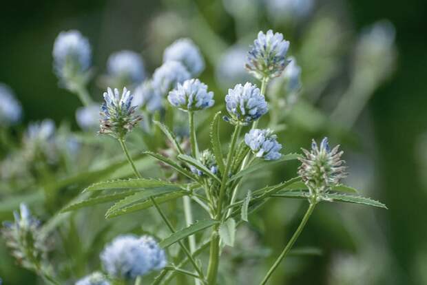 Не просто специя: почему пажитник заслуживает места на вашей кухне