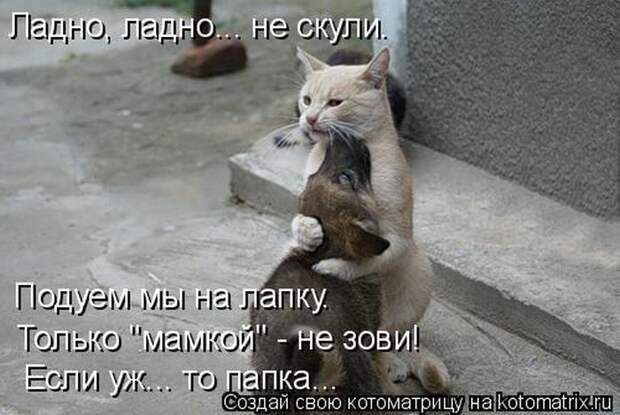 Лучшие котоматрицы недели (50 фото)