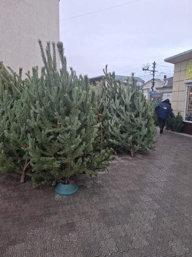 Ёлка с сюрпризом: вместе с живыми елками в квартиры «переезжают» клещи