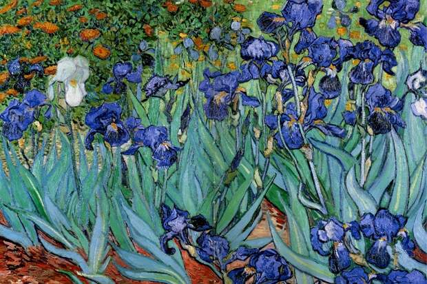 1352765872-1889-van-gogh-les-iris-iriseshuile-sur-toile-71x83-cm (1).jpg