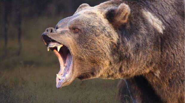 гризли в белла куле массовое нападение и тревожный сигнал для региона