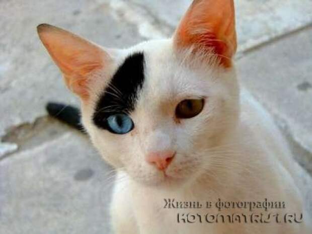 Сборка котоматриц