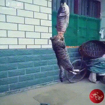 20+ котов-преступников, которых мы уже простили