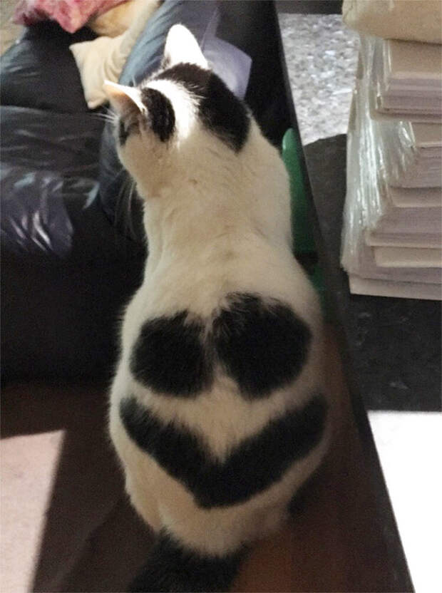 Кот со смайликом животные, забавно, коты, кошки, неожиданно, окрас, окрас кошек, фото