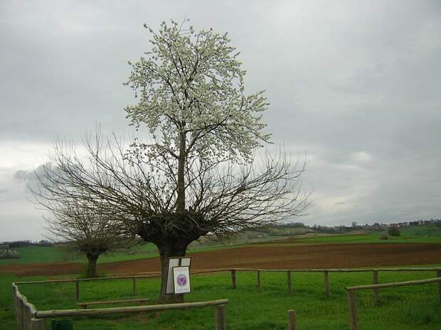 Bialbero ди Казорцо ( итальянское : «двойное дерево Казорца»),  также известеное как Гран Double Tree бывает же такое, деревья, жизнь, интересное, растения, факты