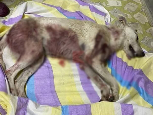 Избил и зарезал: в краевой столице живодер жестоко убил собаку