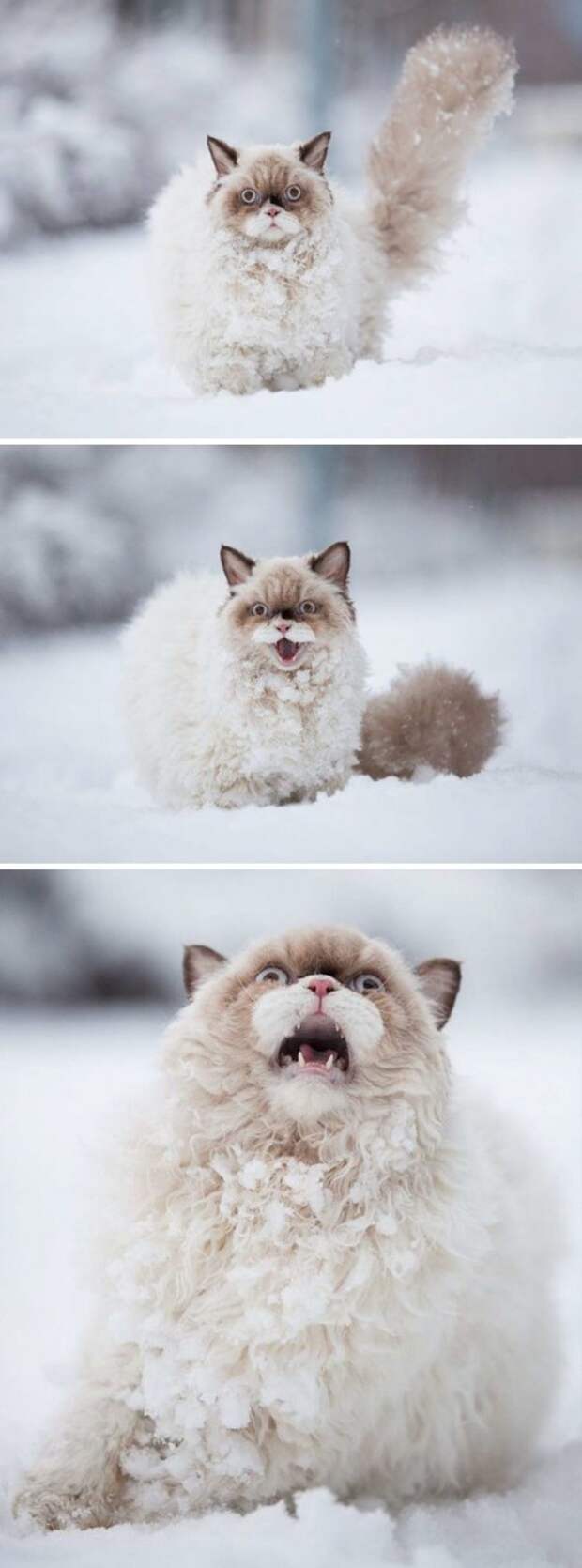 А снег домашние питомцы, кот, собака
