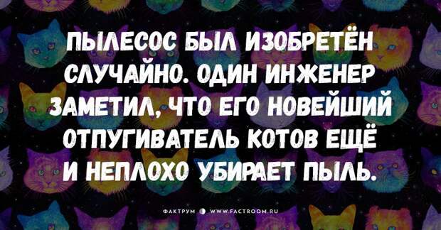 25 самых смешных анекдотов про кошек и котов