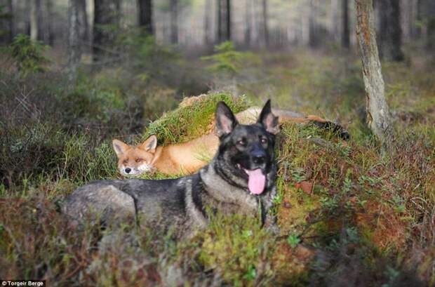 Странная и трогательная дружба животные норвегия, мех, природа, торговля мехом