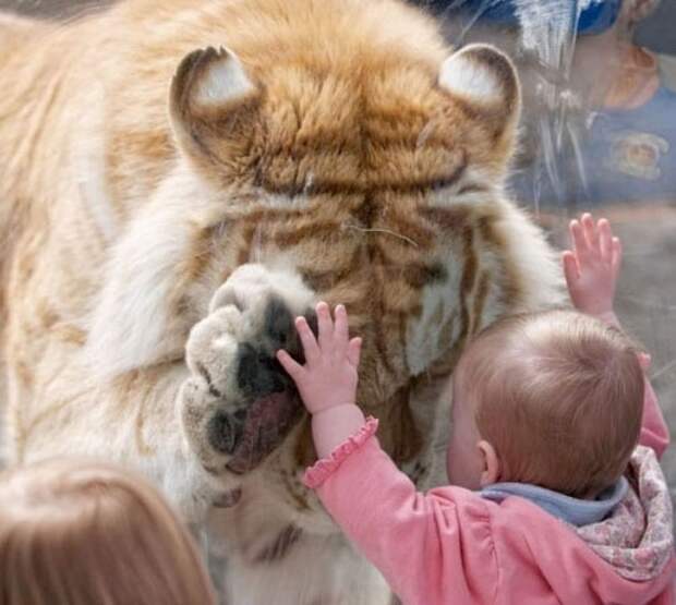 Эмоциональные снимки  конкурс, лучшие, фото, фотоподборка