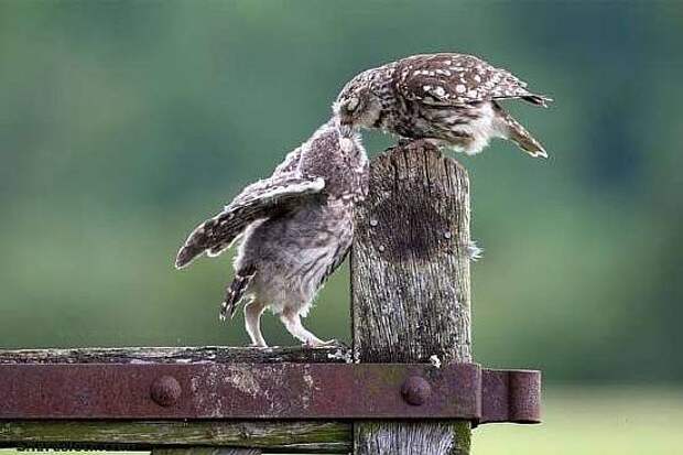 cute-kissing-animals-owls