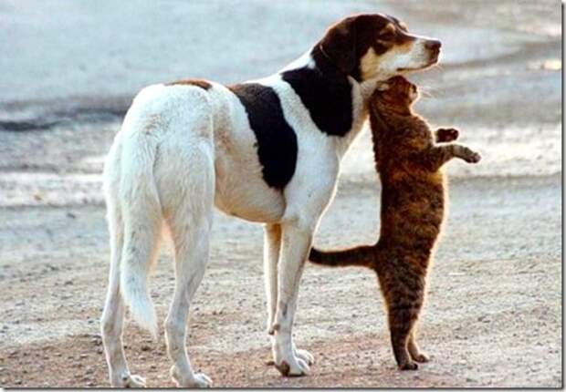dog_cat
