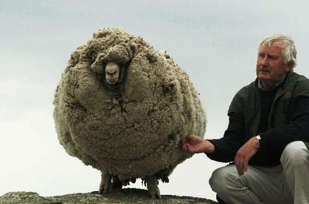Так выглядит овца, которую не стригли 6 лет (слева) интересно, красиво, фото