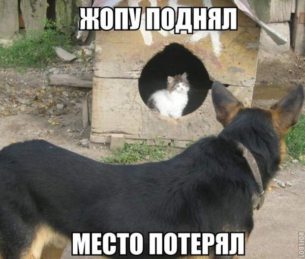 Смешные картинки с надписями прикол, юмор