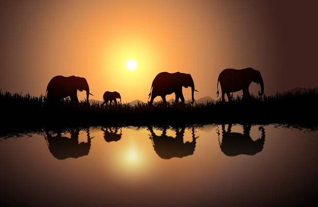 Слонов, Африка, Саванна, Safari, Слон, Живая Природа