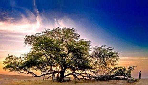 Дерево жизни в Бахрейне