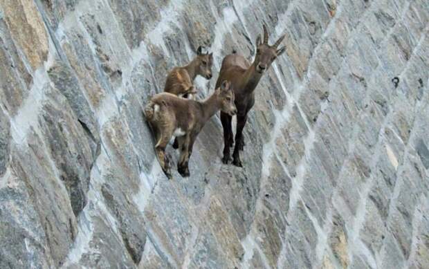 Почему горные козлы не падают горные козлы, животные, интересно, познавательно, почему, природа, удивительно