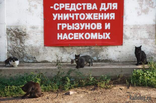 Русские приколы и маразмы (50 фото)