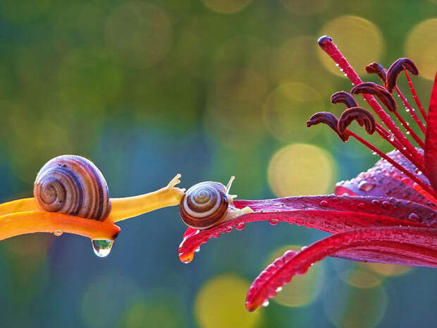 A Magical Miniature World Of Snails A Magical Miniature World Of Snails