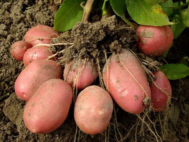 Правильное внесение удобрений под картофель удвоит урожай!