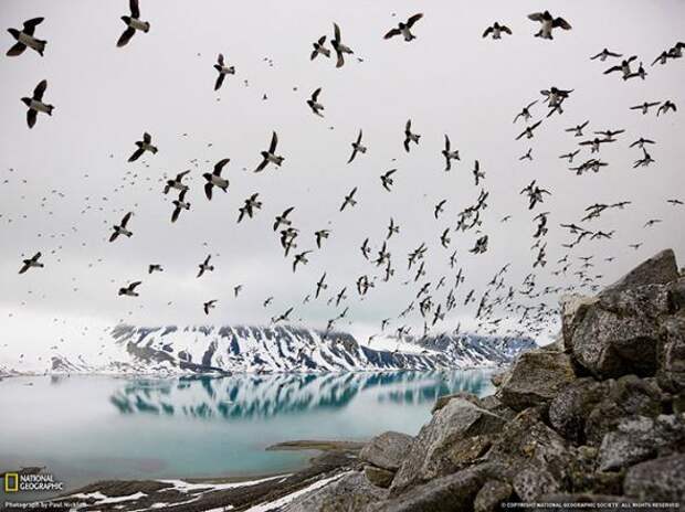 Лучшие фотографии National Geographic за август 2013