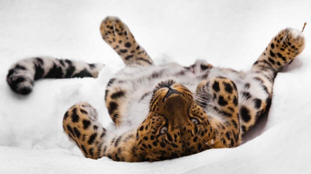 «Обнимашки» редких леопардов впервые попали на видео в Приморье