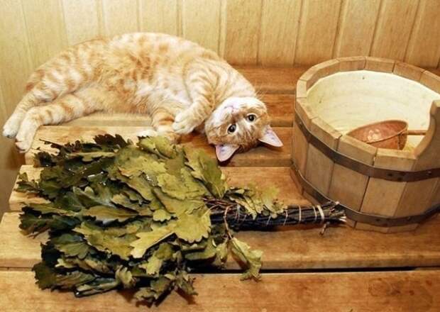 Просто котики коты, юмор