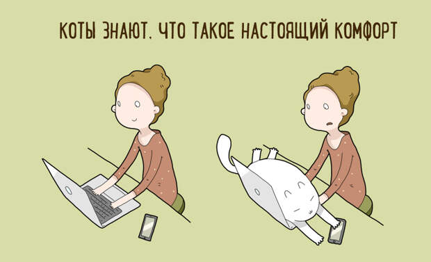 10 шуточных причин, по которым стоит завести себе кота
