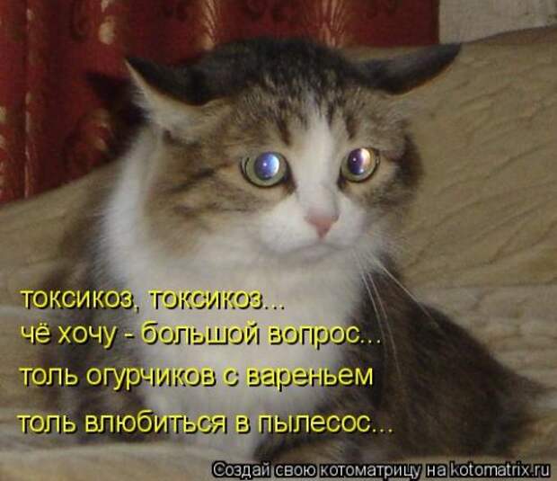 Свежая котоматрица для настроения (32 фото)