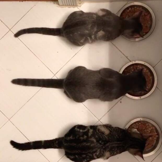 Без кота и жизнь не та