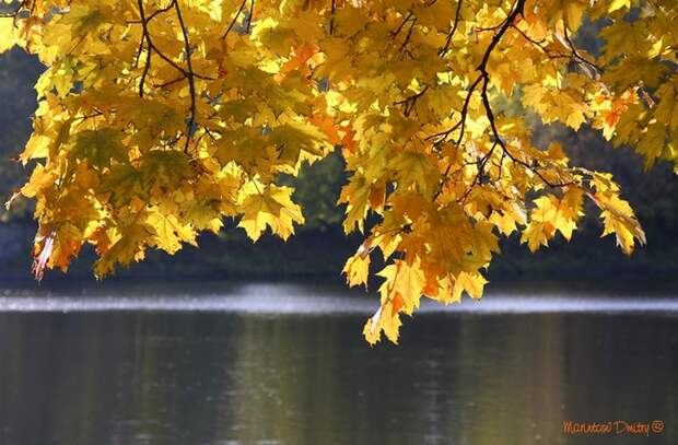 48800563_1253189975_20 (800x559, 208Kb)