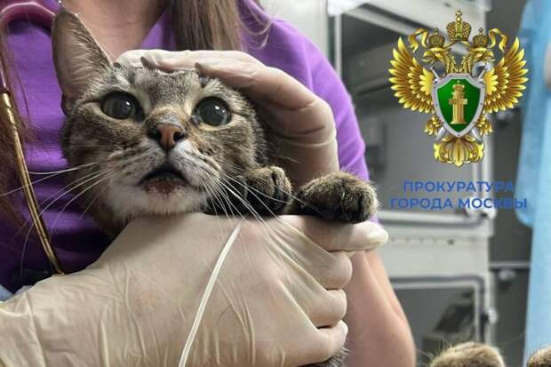 Блогеру, выбросившему кота из окна в Москве, предъявили обвинение