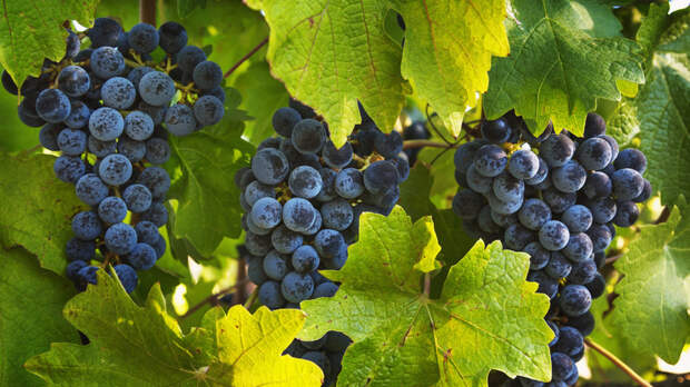 Эксперт Ставцев: Россия на две трети обеспечена собственным вином