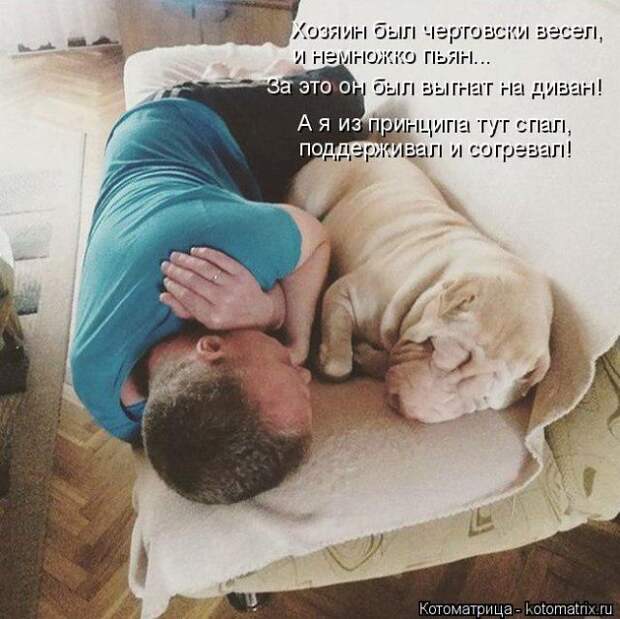 Лучшие котоматрицы недели (50 фото)