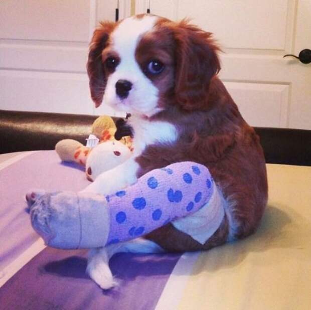 animals-in-tiny-casts-20-580093cf8260b__605