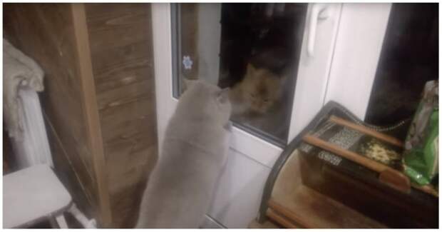 Открой! Говорящий котик требует открыть дверь видео, говорящий кот, дверь, животные, кот, коты, прикол, юмор