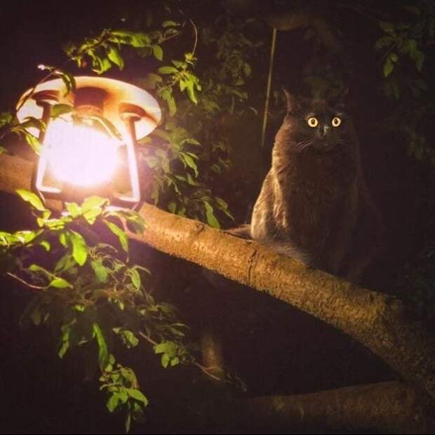 Снимки котов, которые впали в экзистенциальный кризис