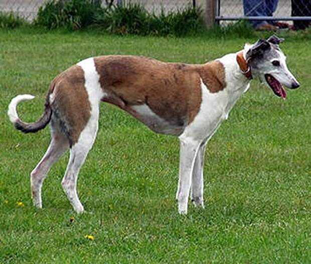 Lurcher-Dog-Australia