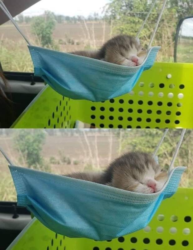 Гамак для котёнка Гамак для котёнка