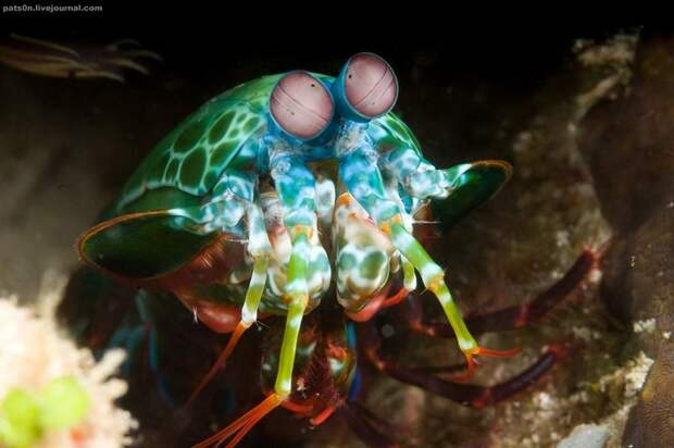 Креветка Mantis, Raja Ampat, Западное Папуа, Индонезия, Индийский океан Креветка Mantis, Raja Ampat, Западное Папуа, Индонезия, Индийский океан