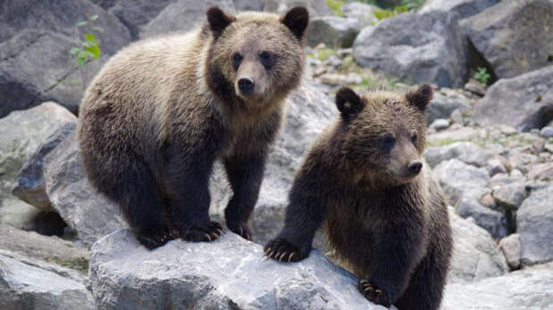 Изъятых у контрабандистов медвежат приютил филиал Росгосцирка в Оренбурге
