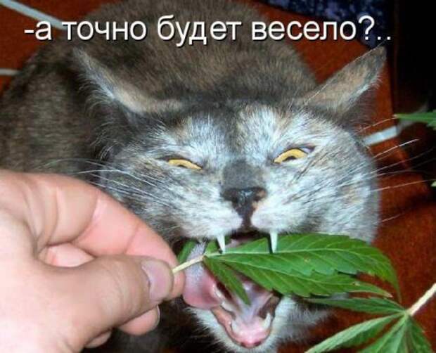 Котоматрицы....самые прикольные