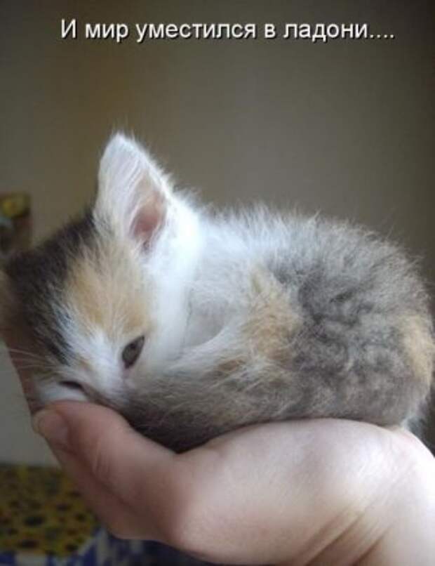 Котоматрицы: Мысли вслух