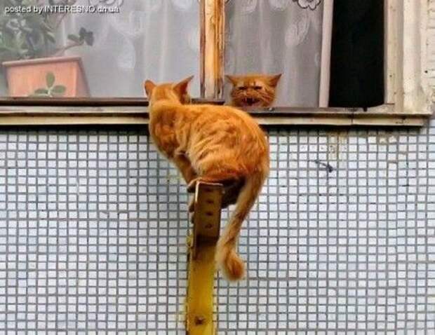 рыжий кот