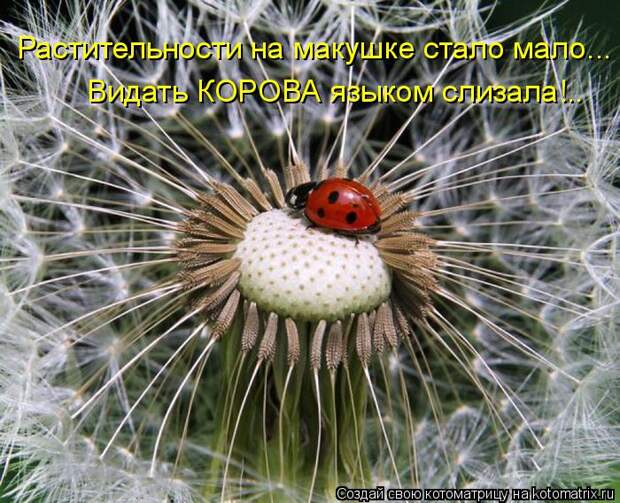 Котоматрица: Растительности на макушке стало мало... Видать КОРОВА языком слизала!..