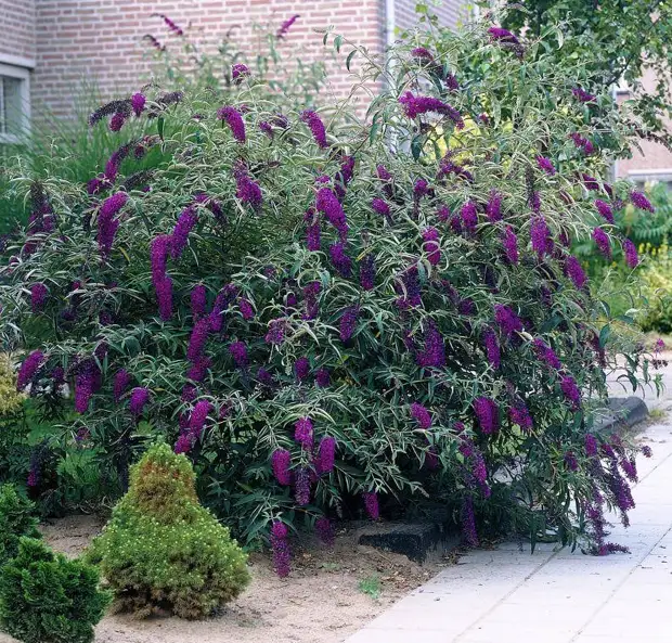 15 восхитительных растений, цветущих в сентябре