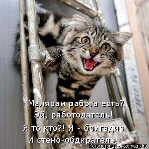 Лучшие котоматрицы недели (50 фото)