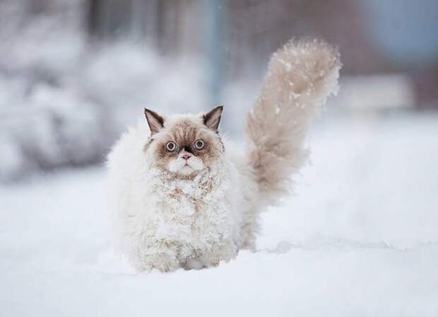 животные впервые в жизни видят снег (4)