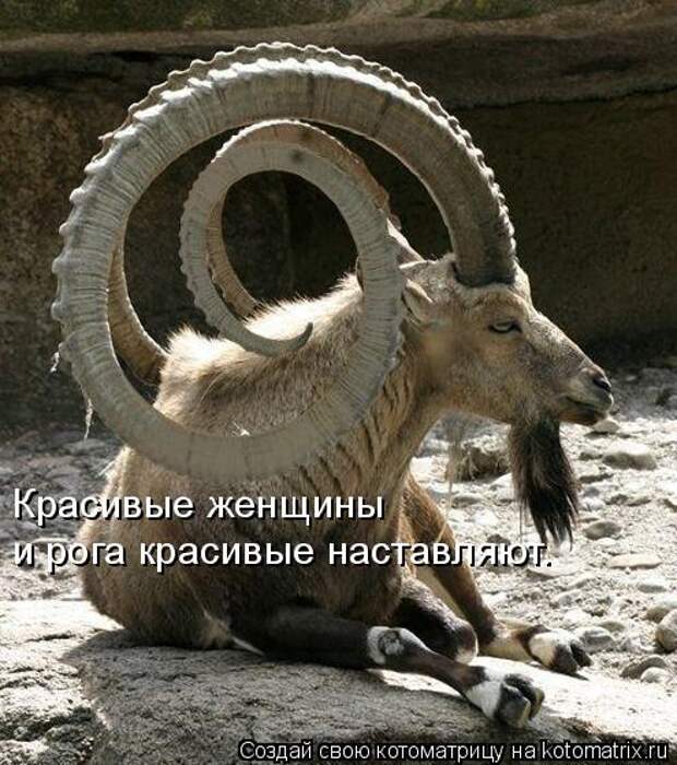 Красивые женщины  и рога красивые наставляют.